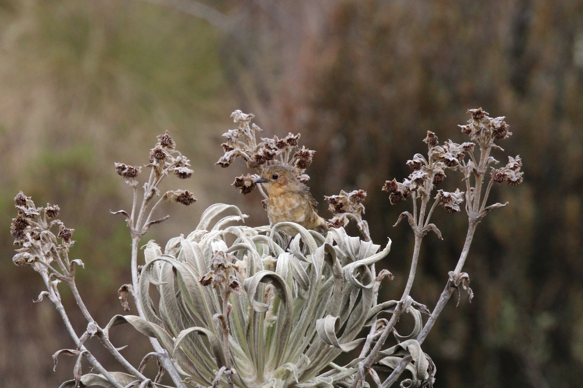Boyaca Antpitta - ML651435858