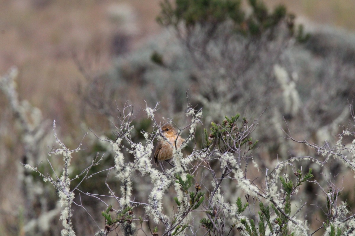 Boyaca Antpitta - ML651435859