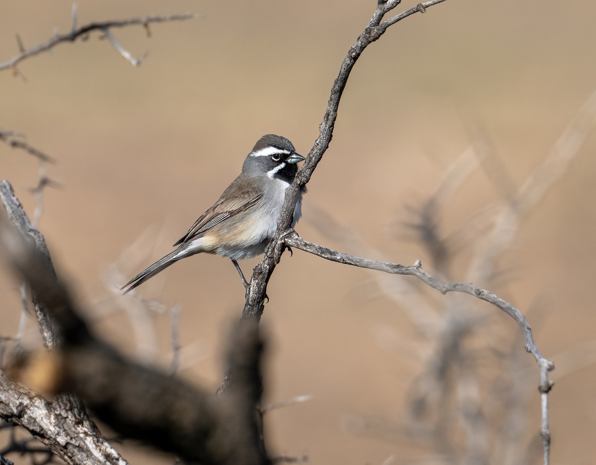 Black-throated Sparrow - ML651436416