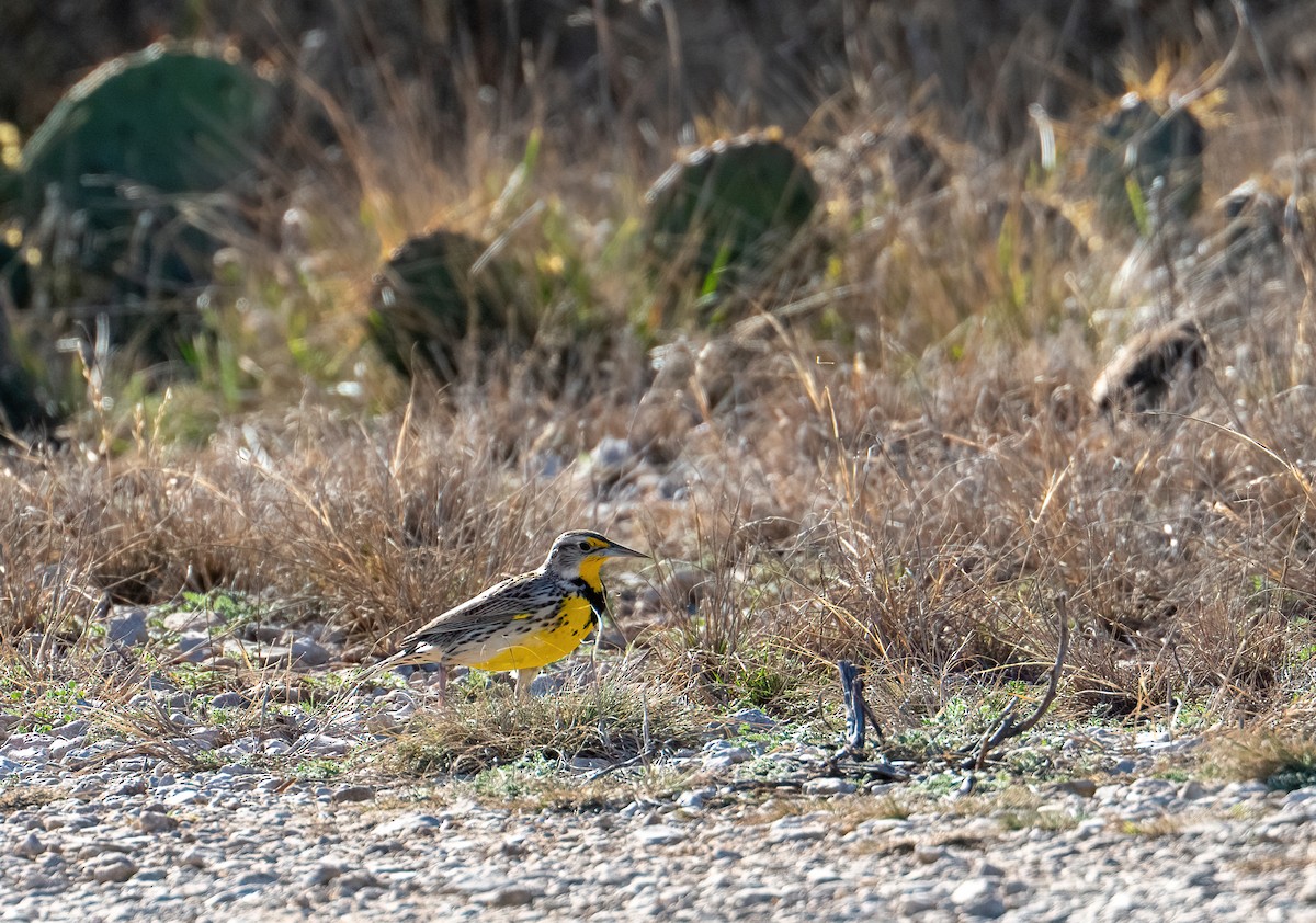 Western Meadowlark - ML651436426