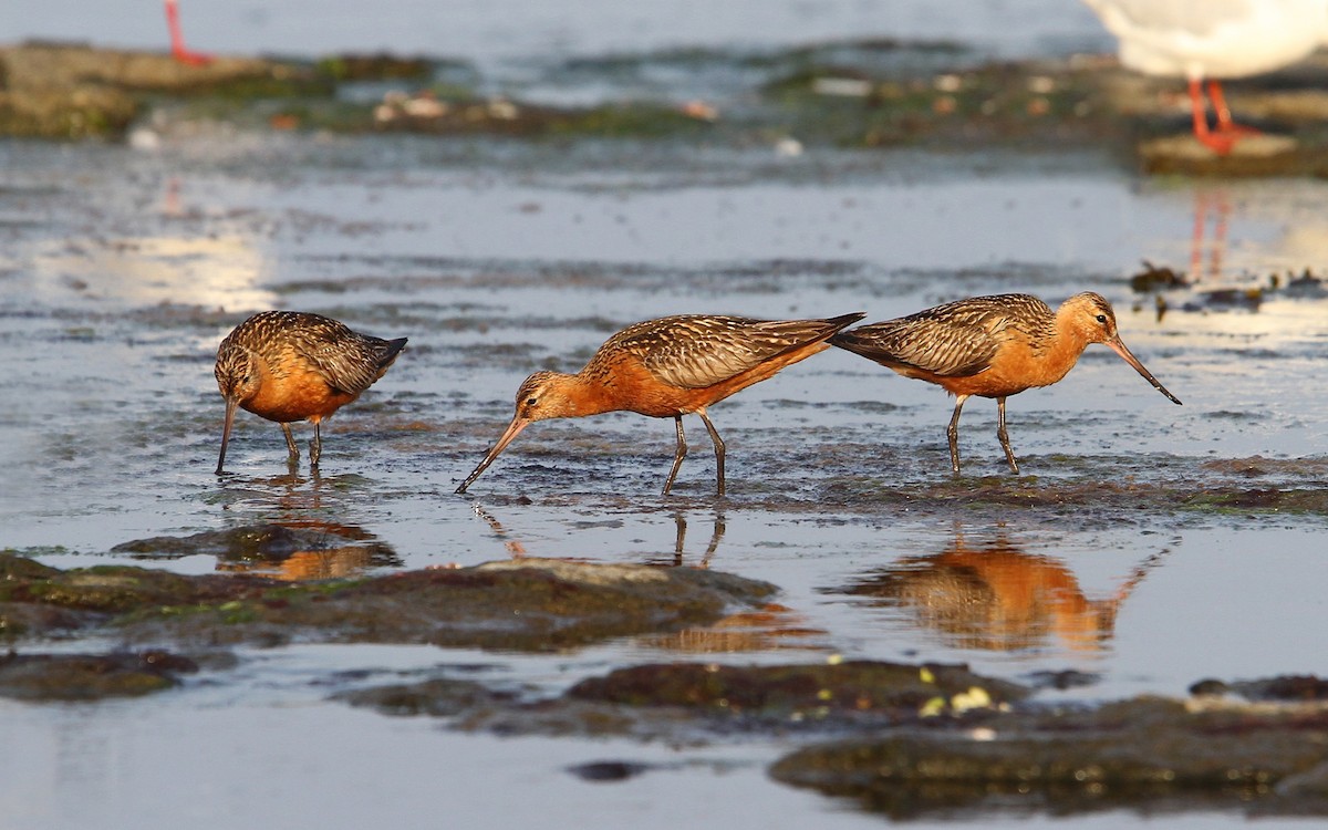 Bar-tailed Godwit - ML65143661