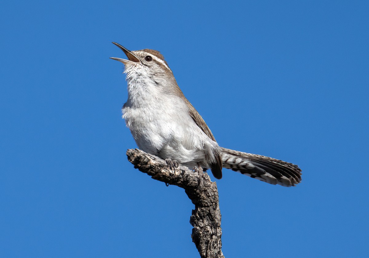 Bewick's Wren - ML651436611
