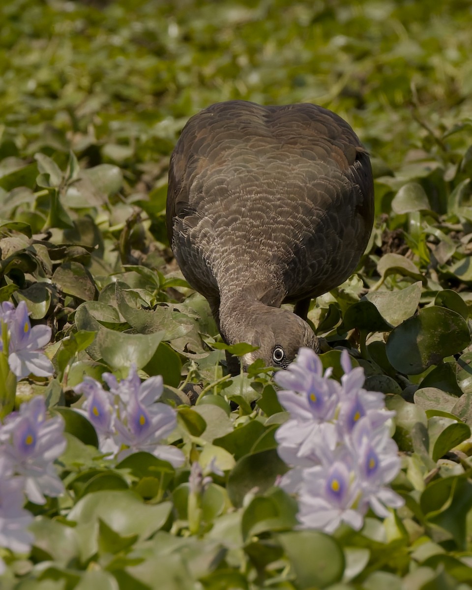 Hadada Ibis - ML651436784