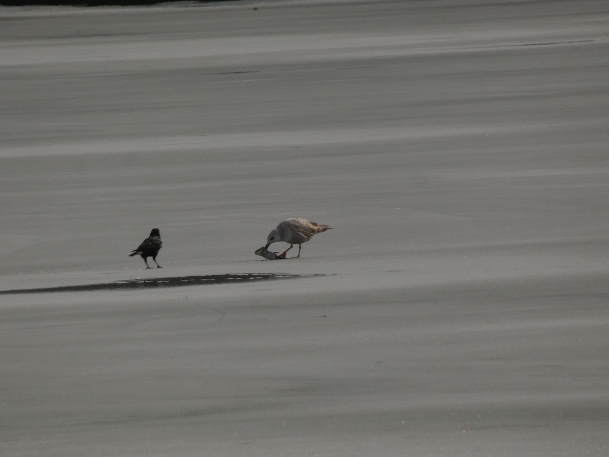 アメリカセグロカモメ - ML651437873