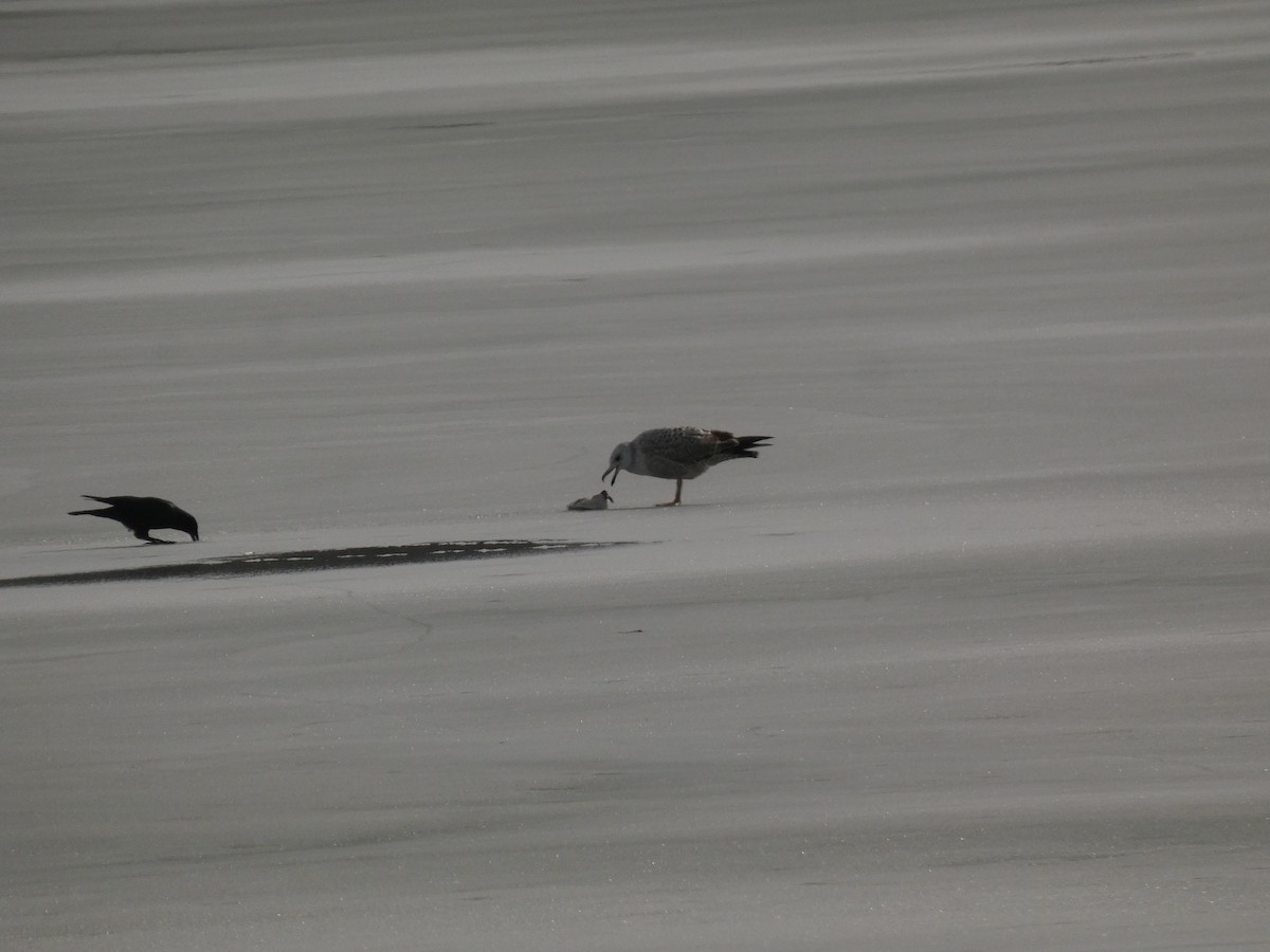 アメリカセグロカモメ - ML651437876