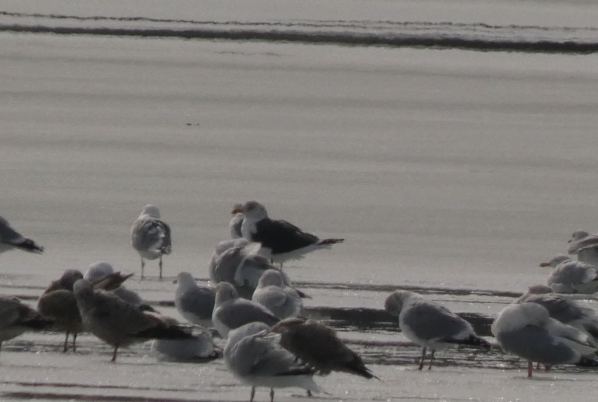 ニシセグロカモメ - ML651437910