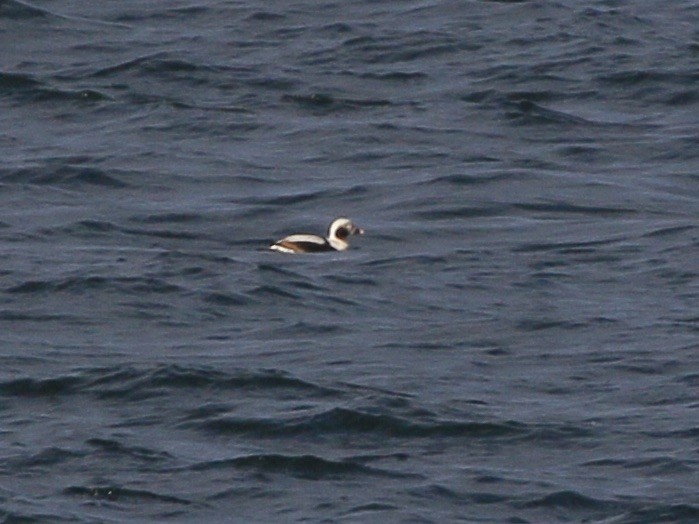 Moretta codona - ML651438378