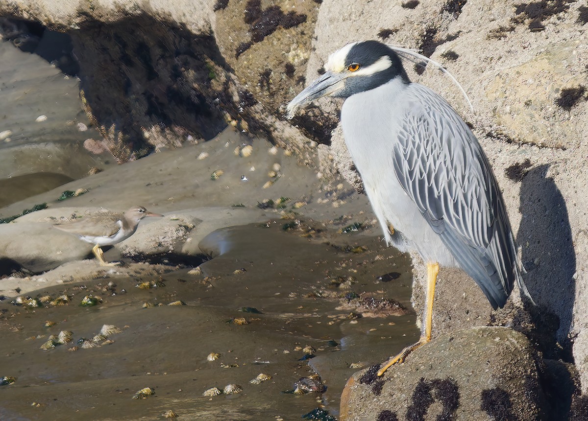Yellow-crowned Night Heron - ML651438504
