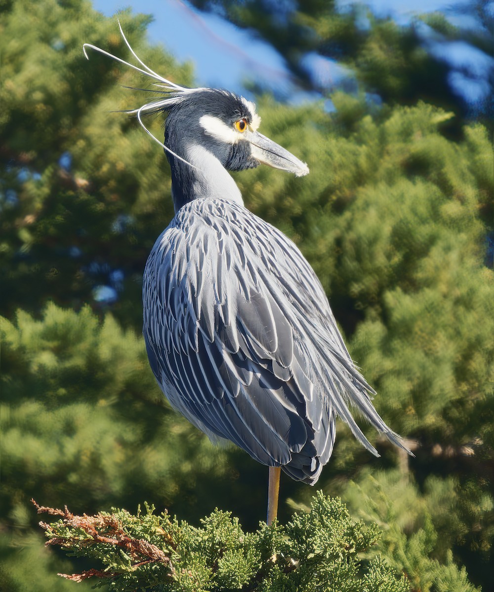Yellow-crowned Night Heron - ML651438505