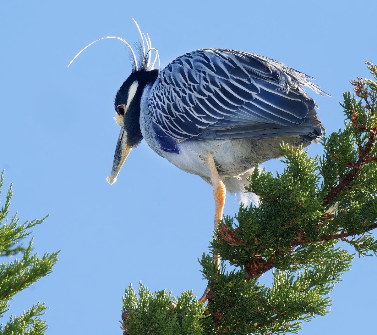 Yellow-crowned Night Heron - ML651438506