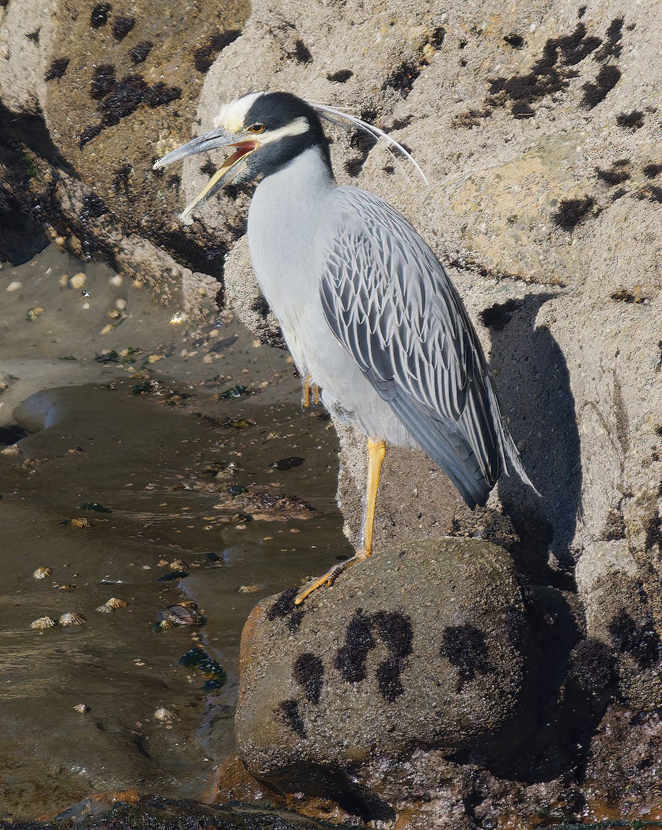 Yellow-crowned Night Heron - ML651438507