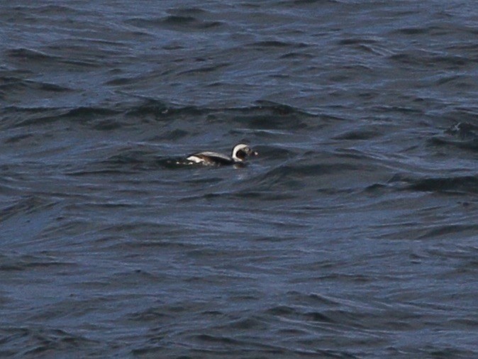 Moretta codona - ML651438620