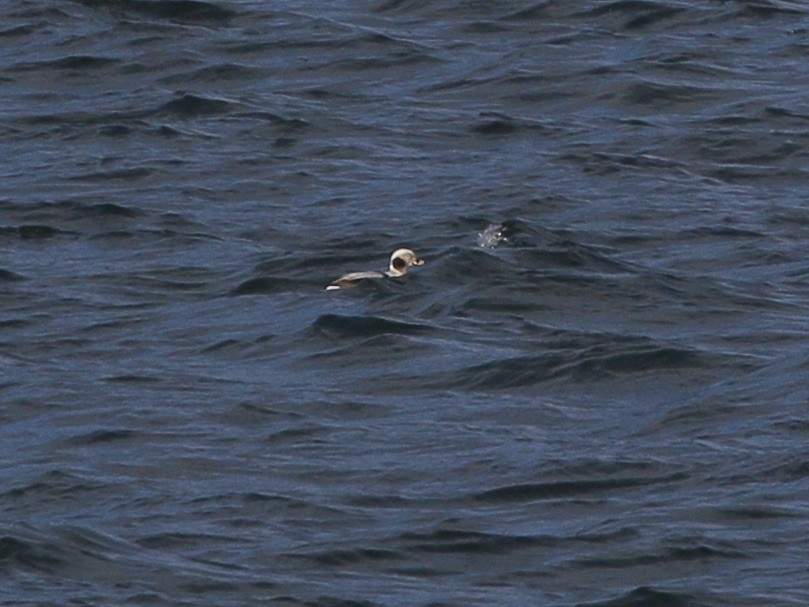 Moretta codona - ML651438622