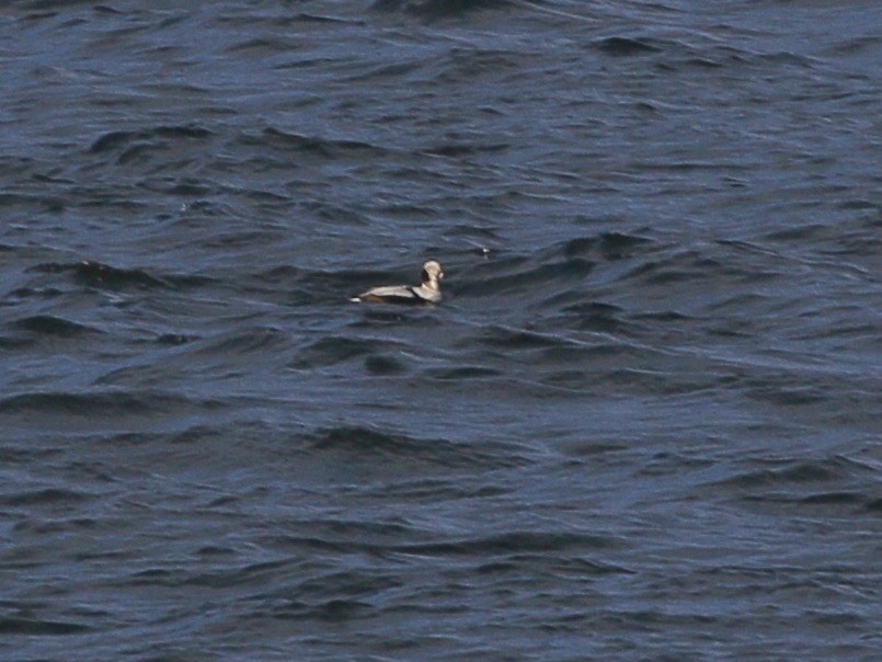 Moretta codona - ML651438624