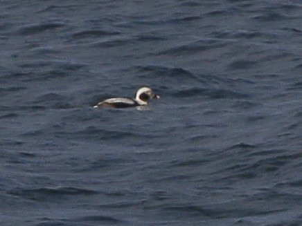 Moretta codona - ML651438625