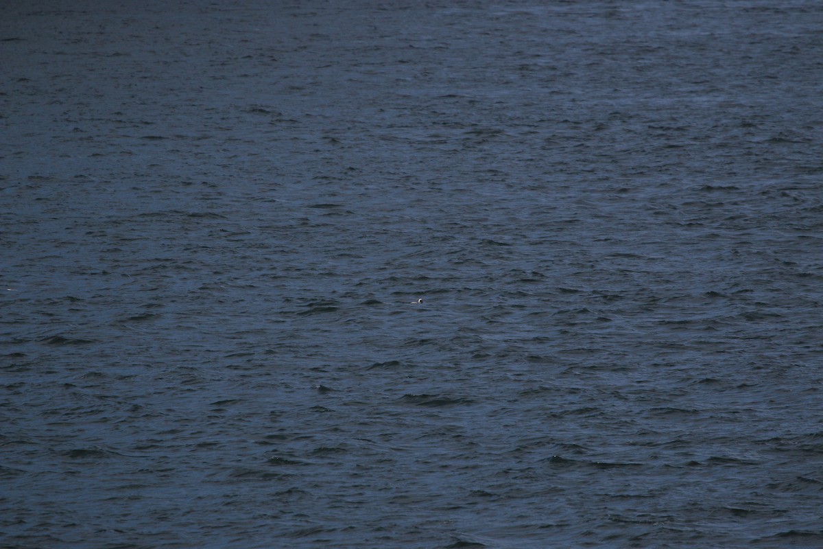 Moretta codona - ML651438626