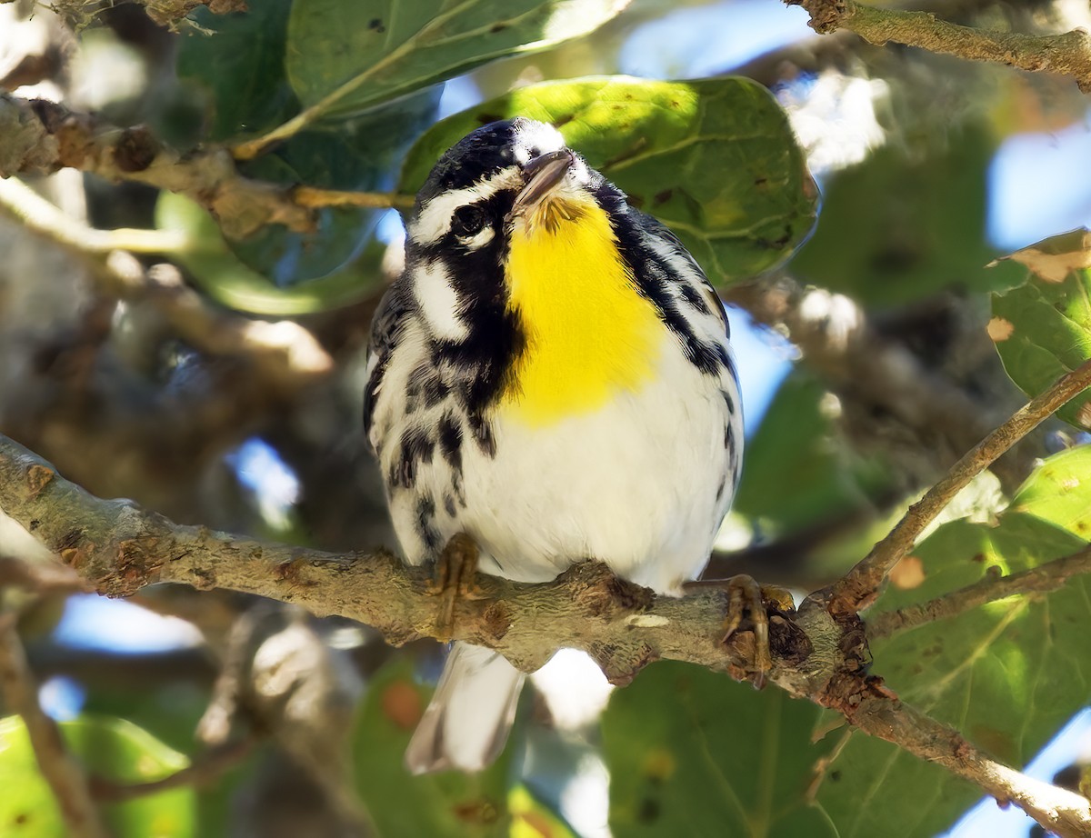 Yellow-throated Warbler (albilora) - ML651438804