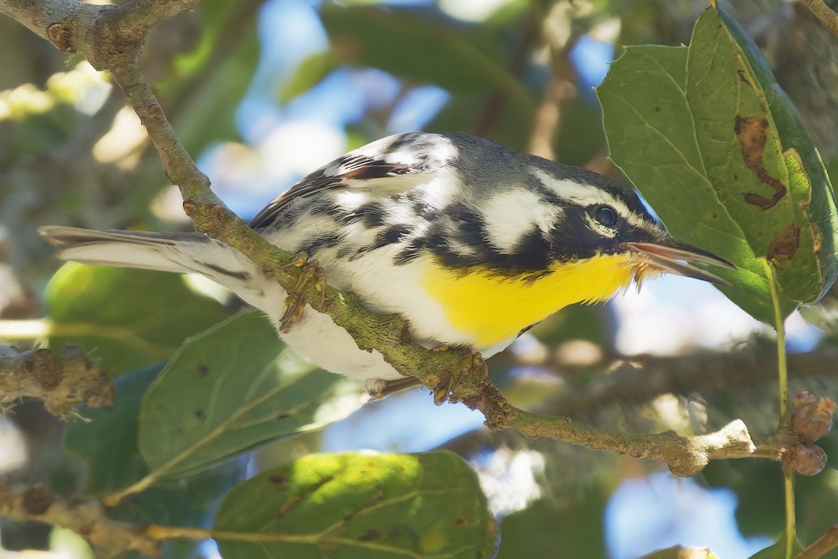 Yellow-throated Warbler (albilora) - ML651438823