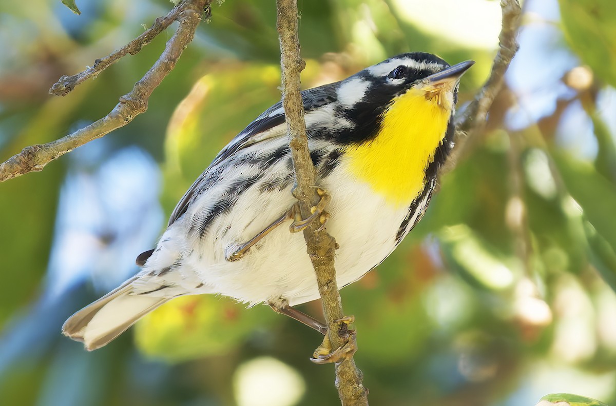 Yellow-throated Warbler (albilora) - ML651438824
