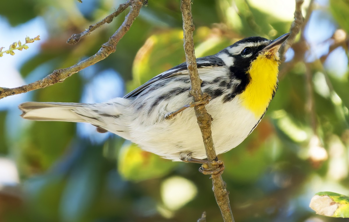 Yellow-throated Warbler (albilora) - ML651438825