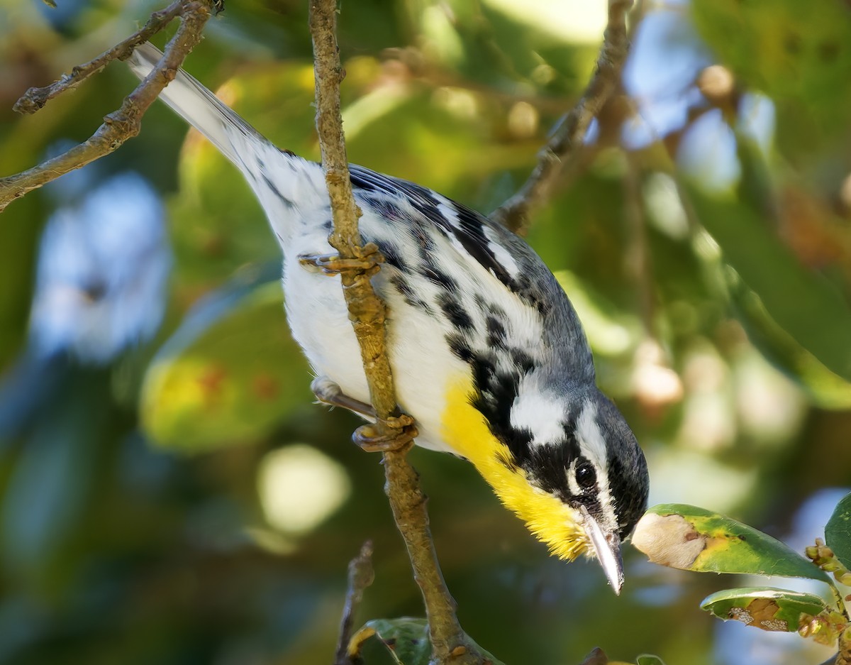 Yellow-throated Warbler (albilora) - ML651438826