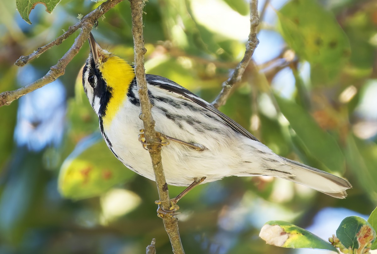 Yellow-throated Warbler (albilora) - ML651438827