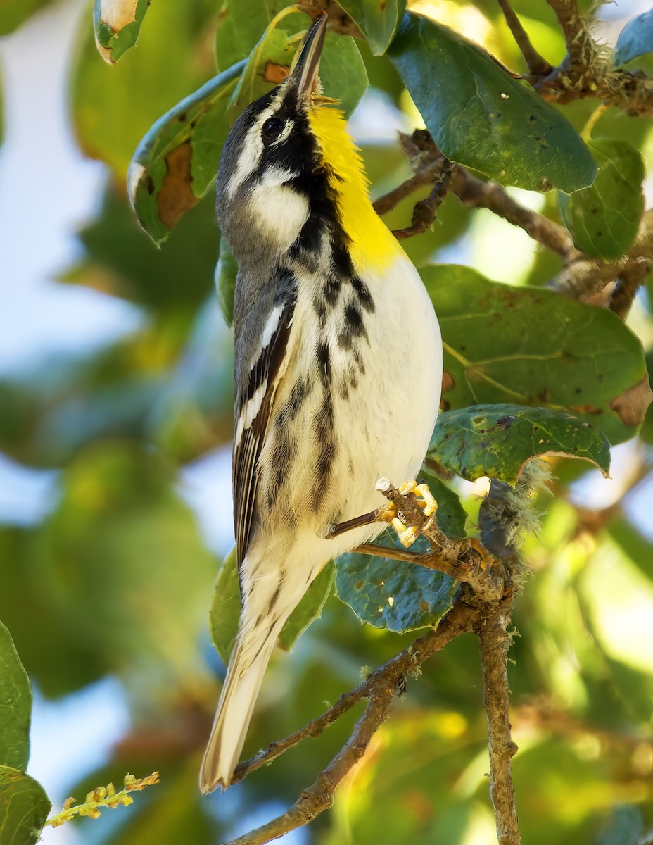 Yellow-throated Warbler (albilora) - ML651438829