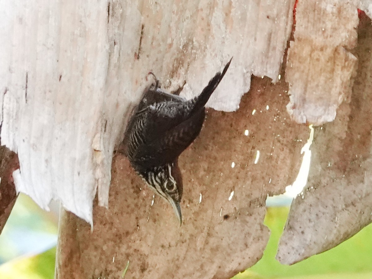 střízlík říční - ML651440180