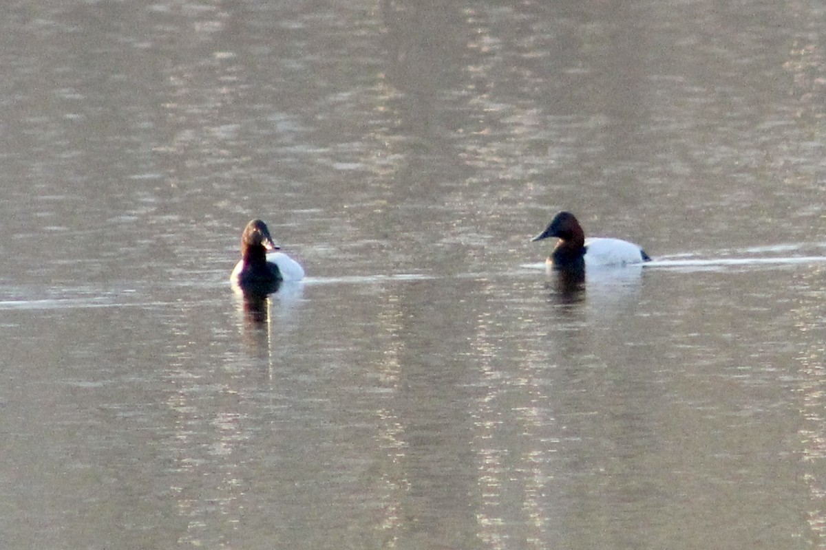 Riesentafelente - ML651440300