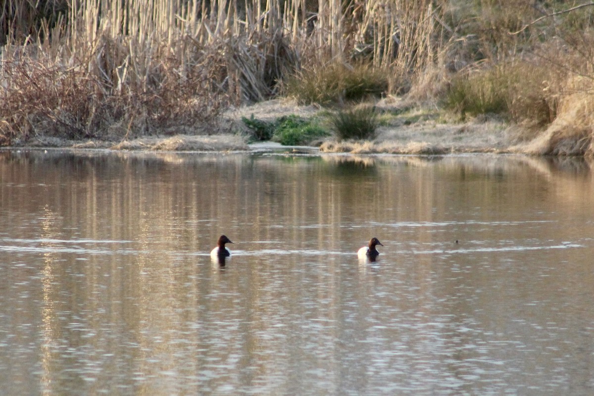 Riesentafelente - ML651440301