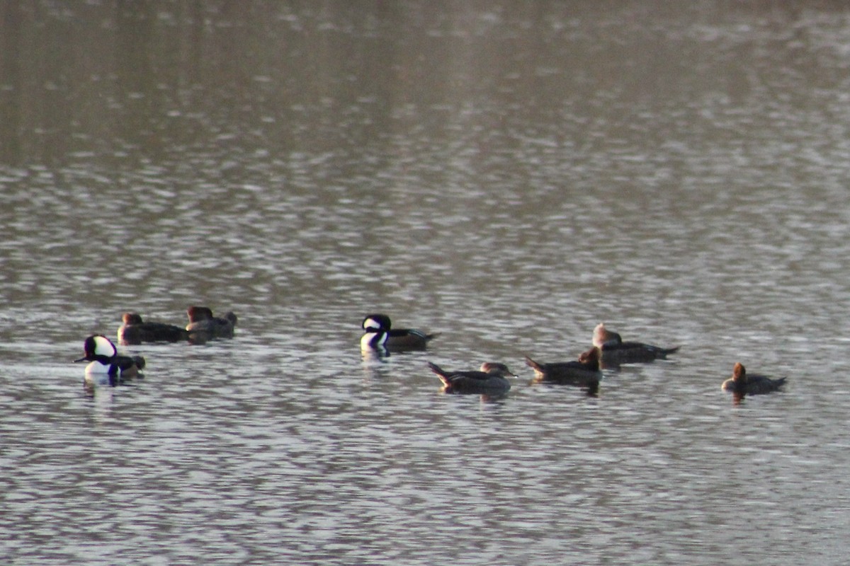 Kappensäger - ML651440306