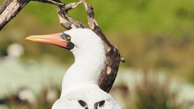 Nazca Booby - ML651440316