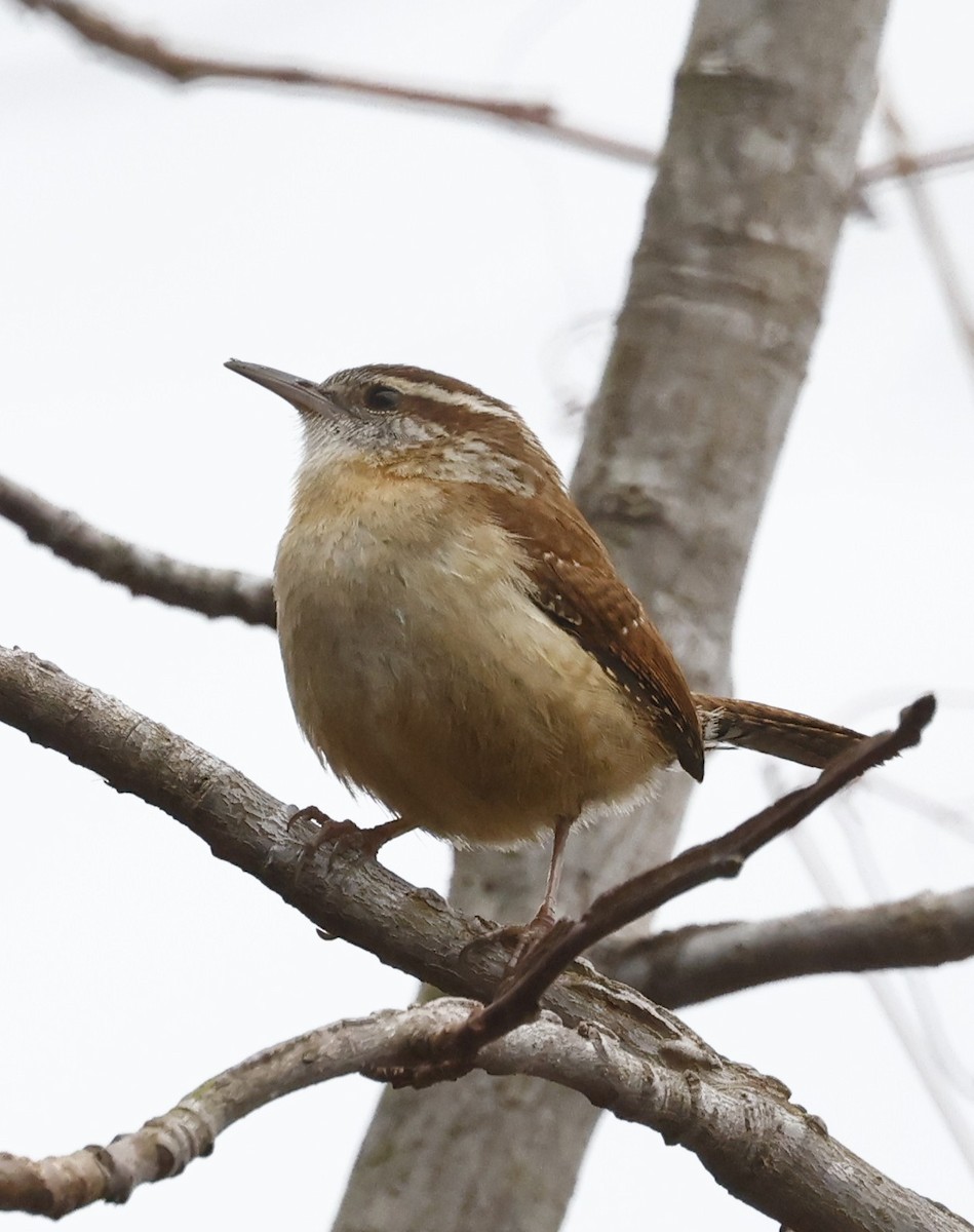 Carolina Wren - ML651440506
