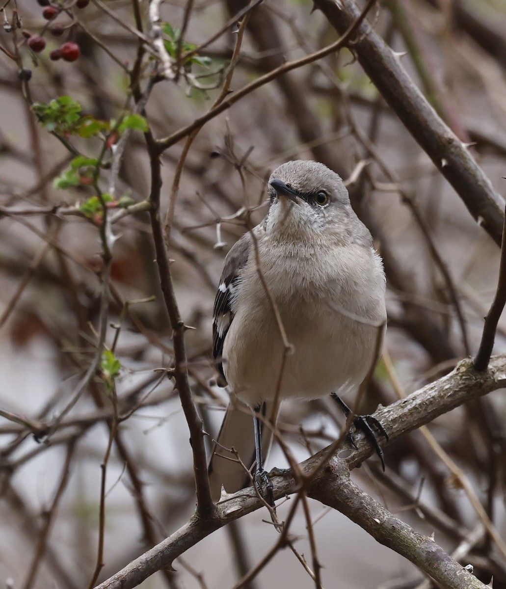Northern Mockingbird - ML651440518