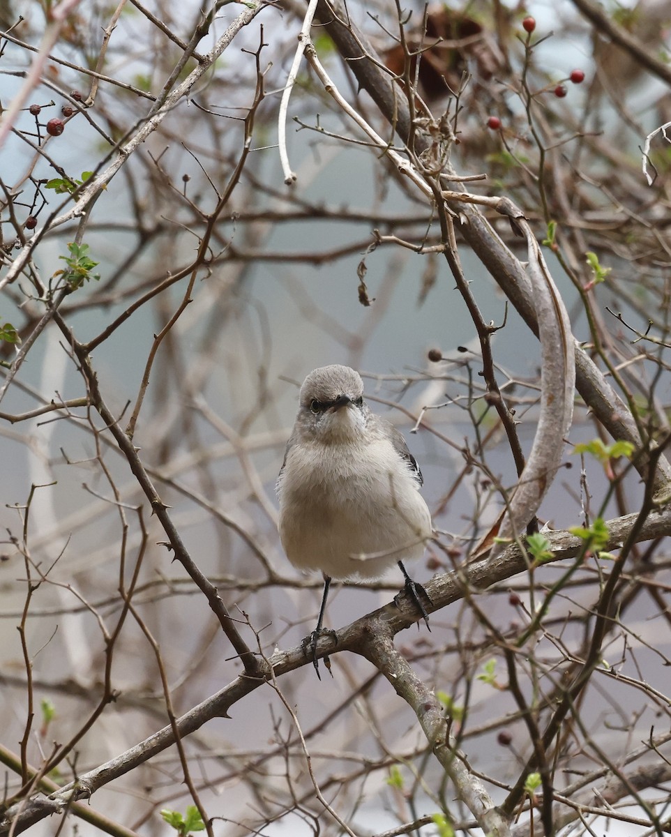 Northern Mockingbird - ML651440519