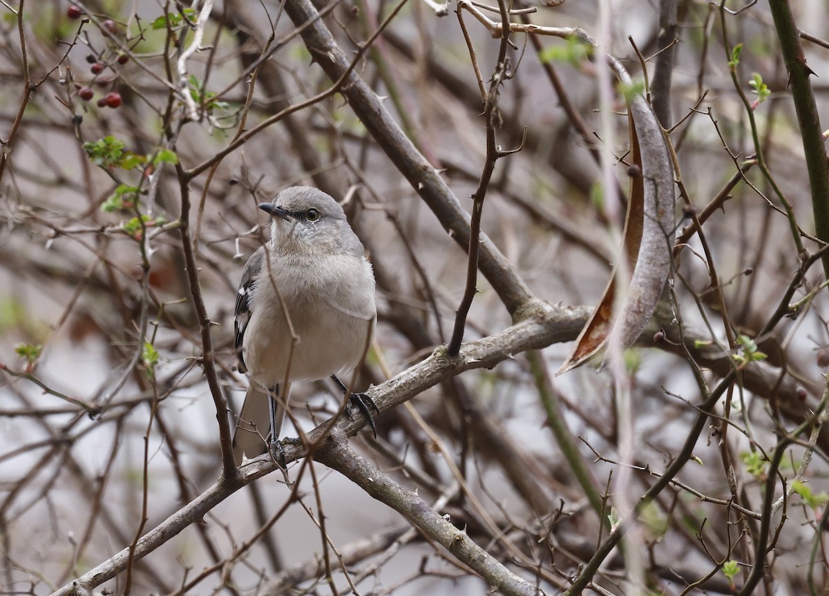 Northern Mockingbird - ML651440520
