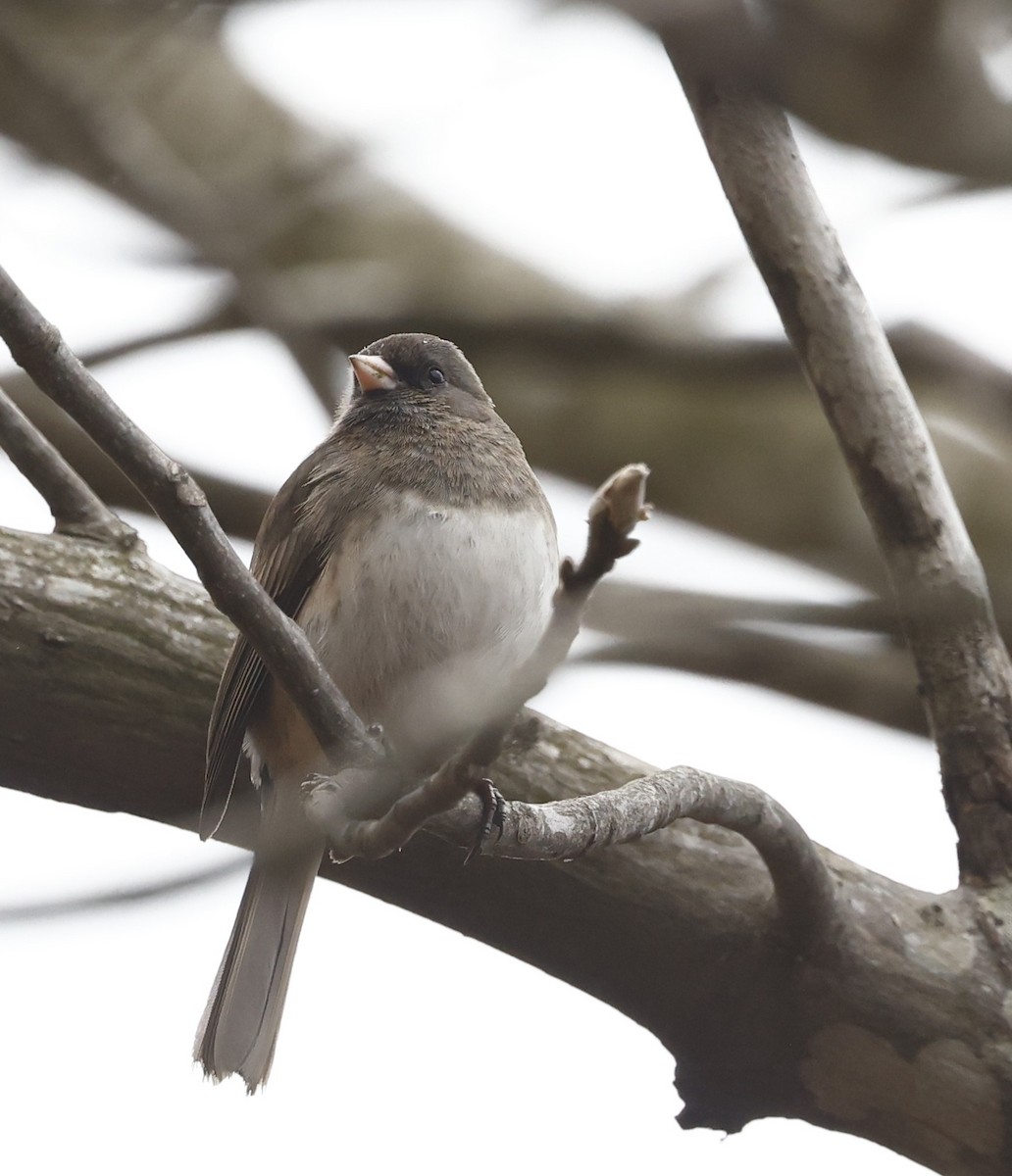 Dark-eyed Junco - ML651440530