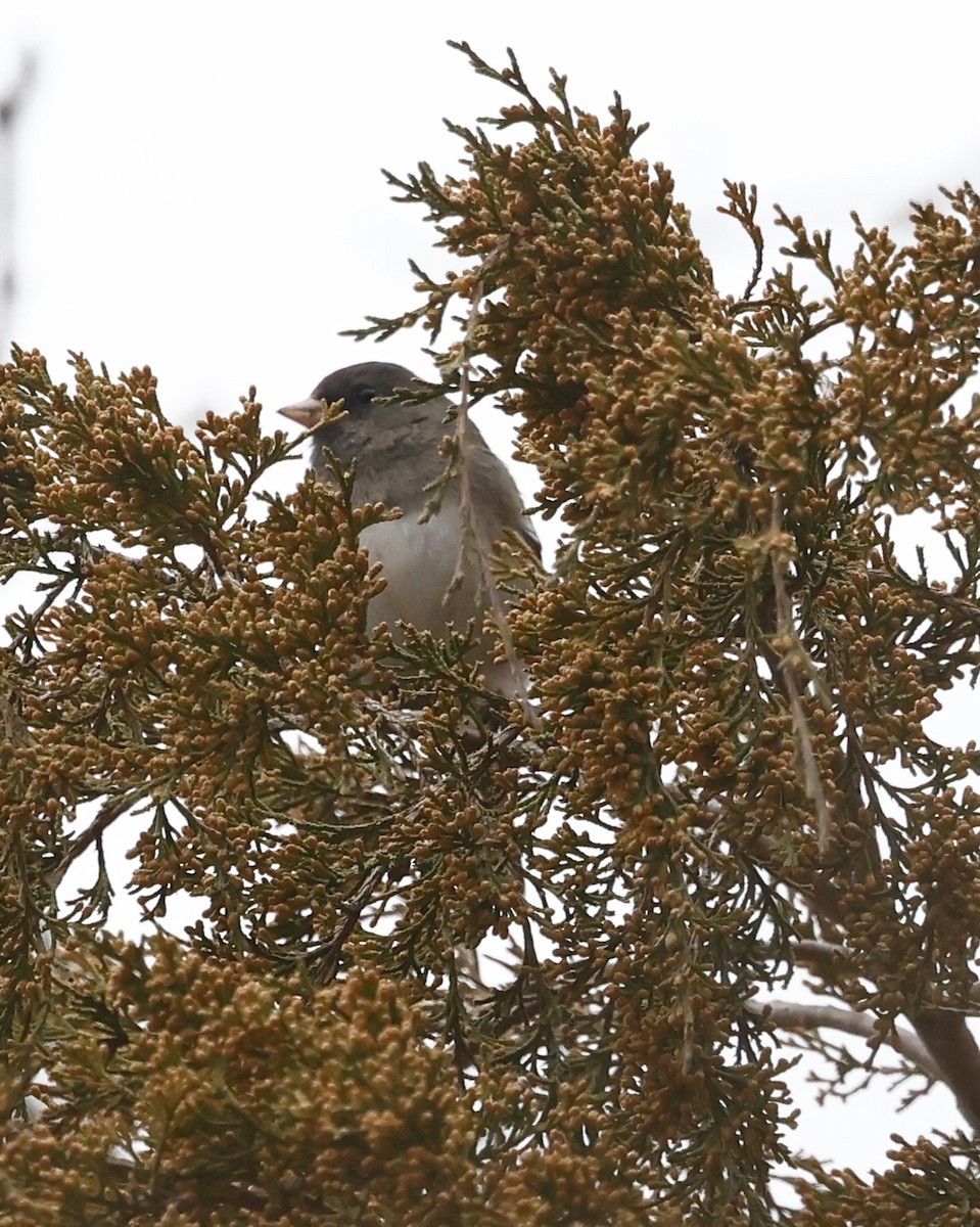 Dark-eyed Junco - ML651440531