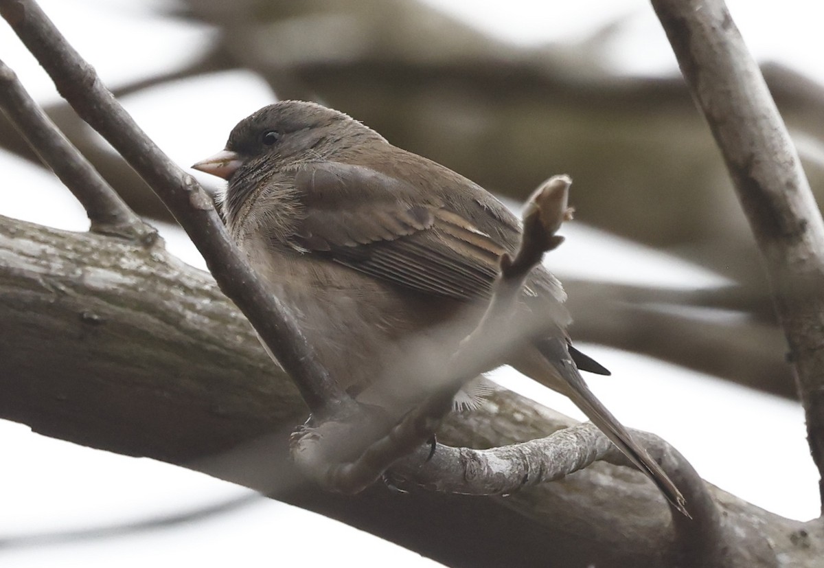 Dark-eyed Junco - ML651440532
