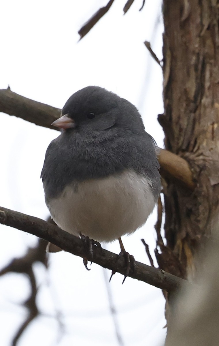 Dark-eyed Junco - ML651440533