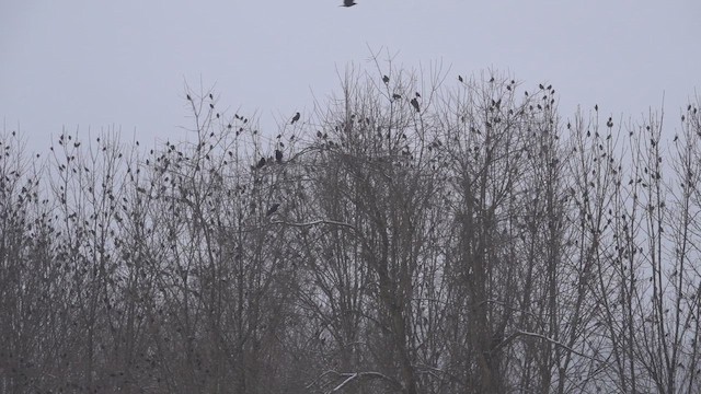 Storno - ML651440645