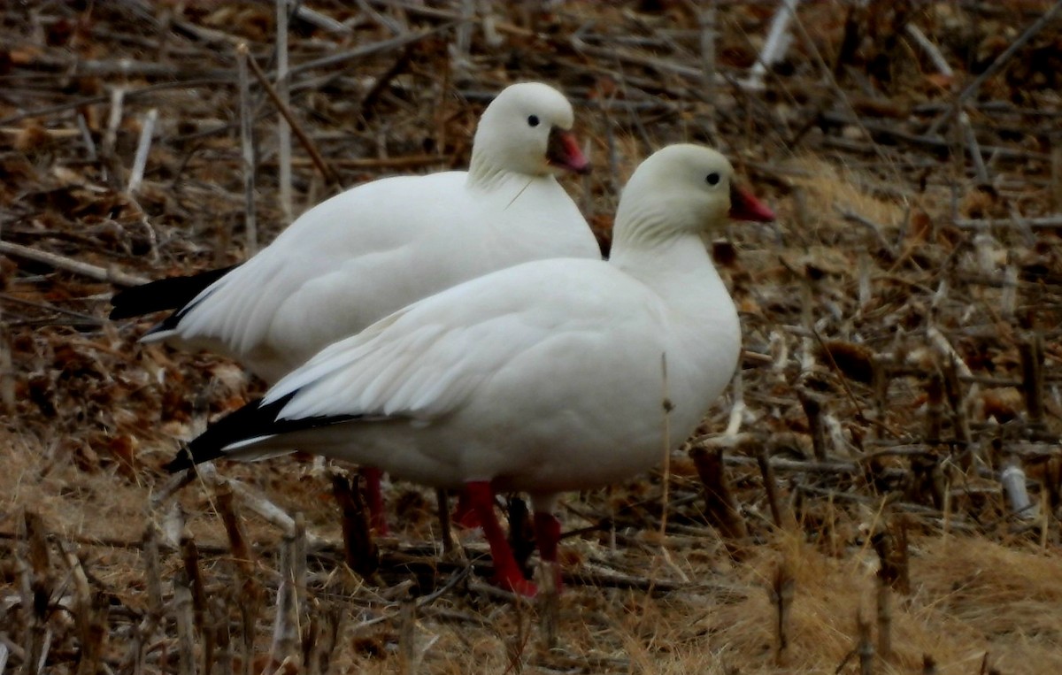 eBird Checklist - 21 Feb 2026 - Sable Ridge Ponds - 7 species