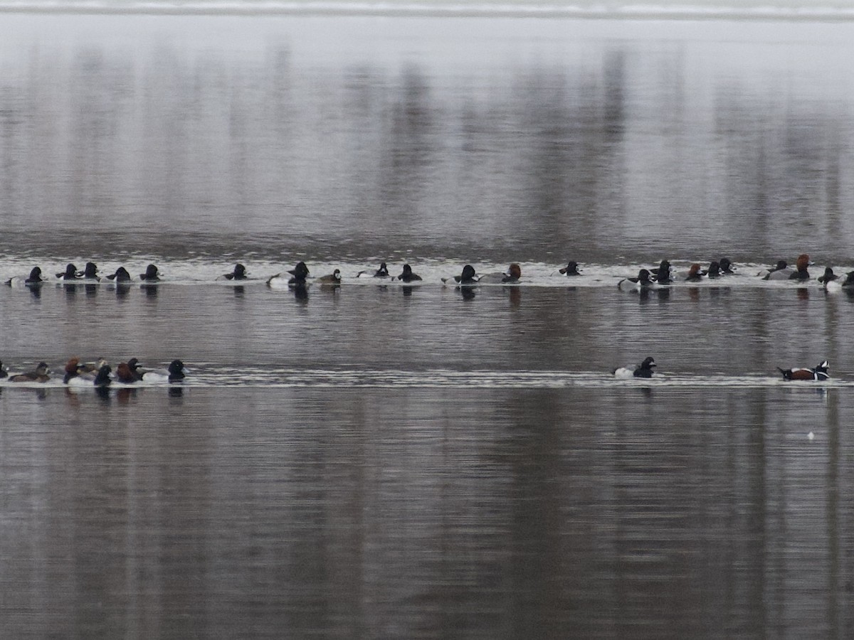 eBird Checklist - 21 Feb 2026 - Donald W. Barnes Boat Launch - 13 species