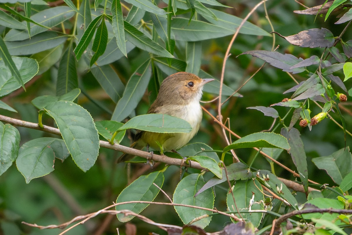 Fulvous-crowned Scrub-Tyrant - ML651441188