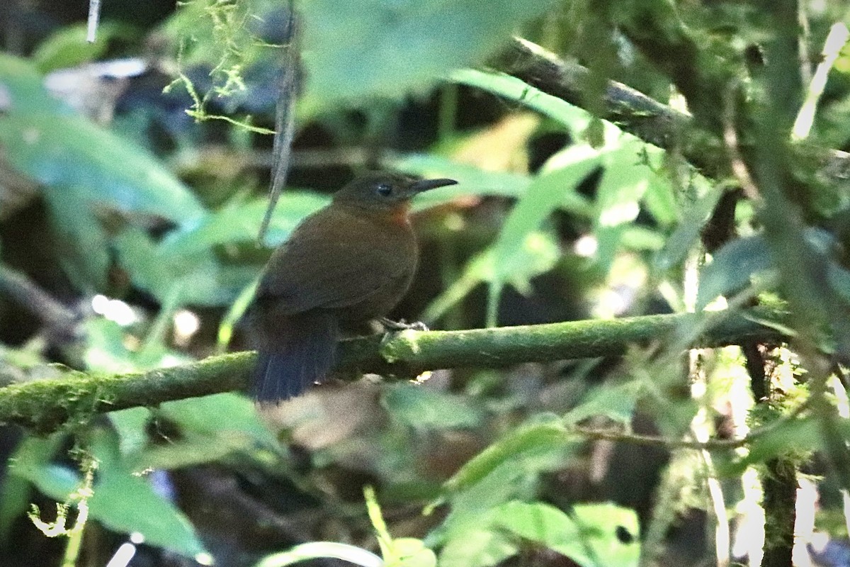 Tirahojas Mexicano - ML651441584