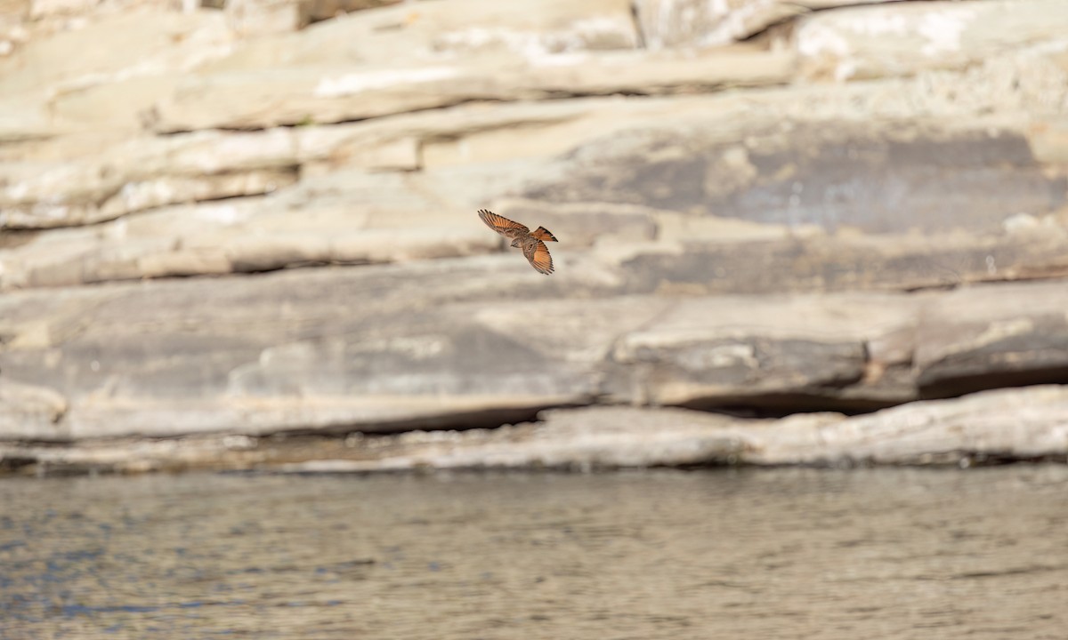 Cliff Flycatcher - ML651441855