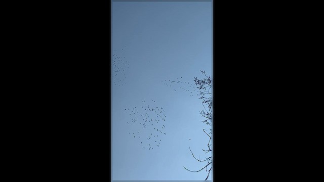 White Ibis - ML651441948