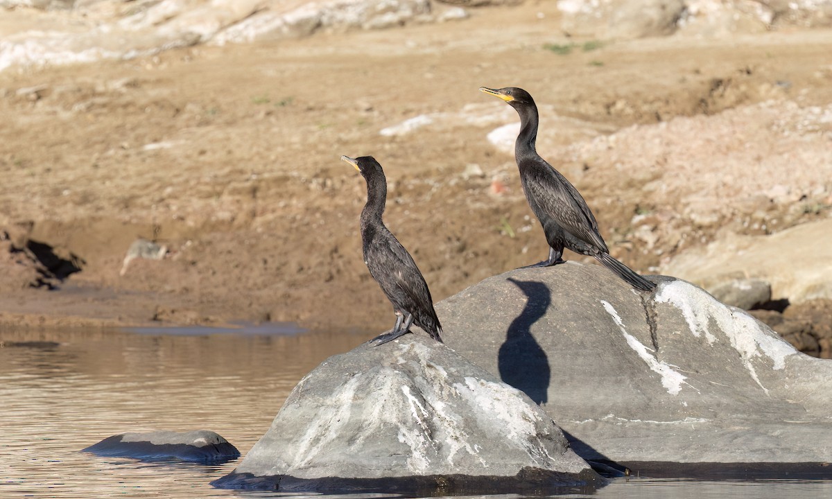 Neotropic Cormorant - ML651442037