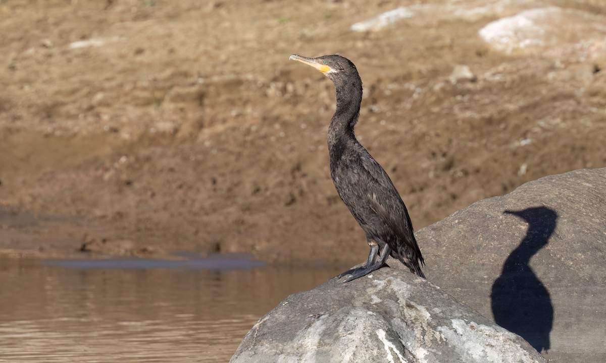 Neotropic Cormorant - ML651442143