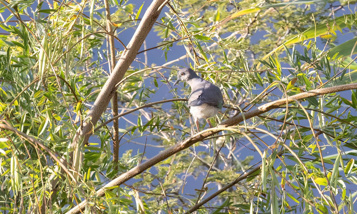 White-tipped Dove - ML651442625